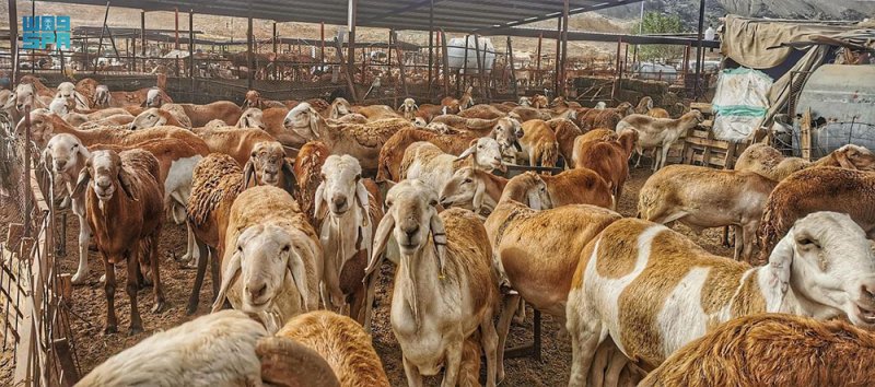 52 ألف رأس من الماشية وصلت البحرين خلال 3 أشهر