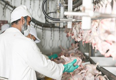 اتفاق جديد بين مربي الدواجن و“دلمون” على خلفية ارتفاع الأسعار