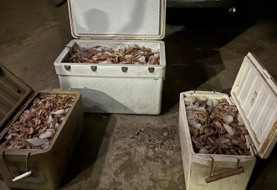 ضبط شخص بحوزته روبيان أثناء فترة الحظر.. تعرف على الكمية
