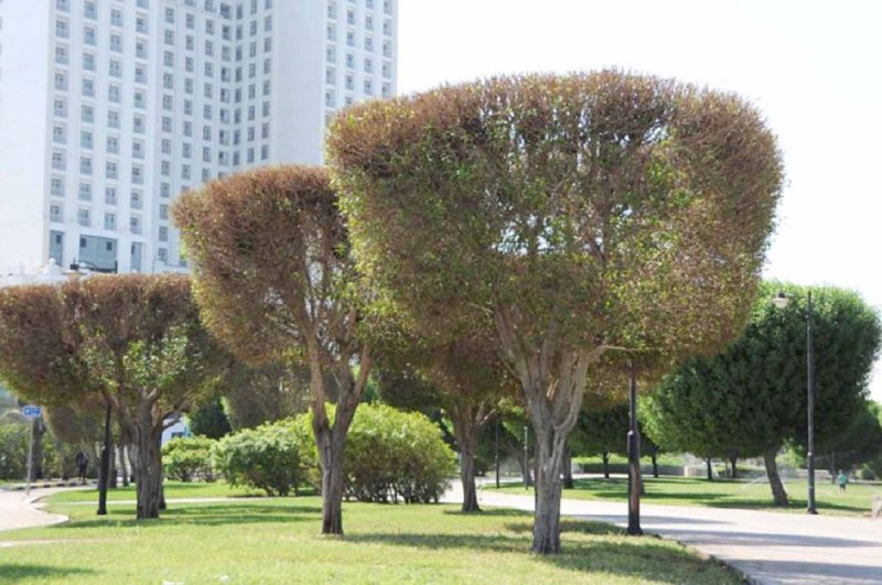تحـرك لزراعة أشجار بديلة عن “الكونوكاربس”