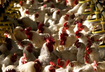 أميركا تسجل أول إصابة بشرية مؤكدة بإنفلونزا الطيور
