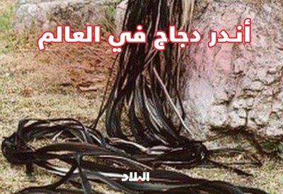 بالفيديو: ذيلها أطول من الزرافة 4 مرات.. تعرف على أندر دجاج العالم