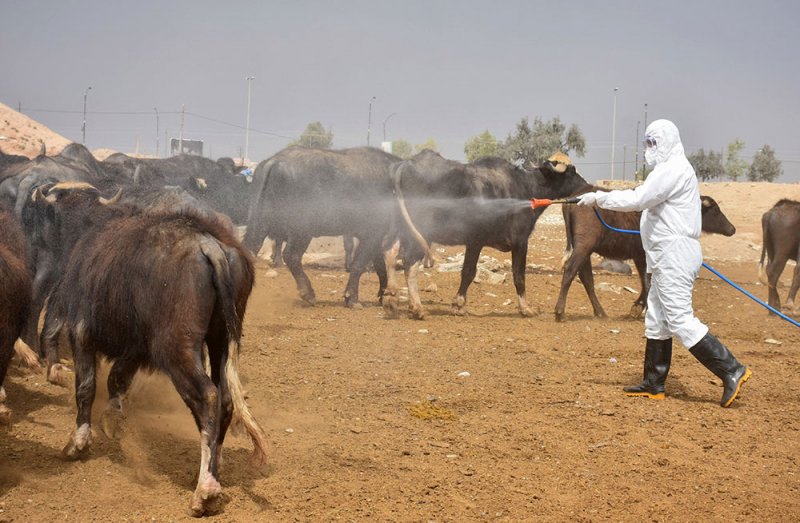 العراق.. وفاة جديدة بـ"الحمى النزفية"