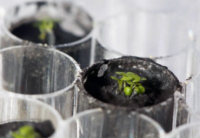 نباتات الأرض تنمو في تربة القمر .. وهذه التفاصيل