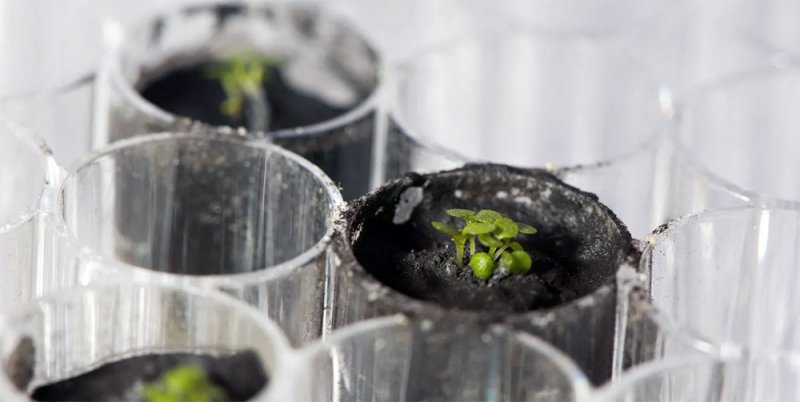 نباتات الأرض تنمو في تربة القمر .. وهذه التفاصيل