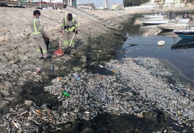 المغني:خليج توبلي يقتل الأسماك ويعرِّض المتسهلكين للأمراض