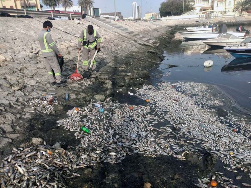 المغني:خليج توبلي يقتل الأسماك ويعرِّض المتسهلكين للأمراض