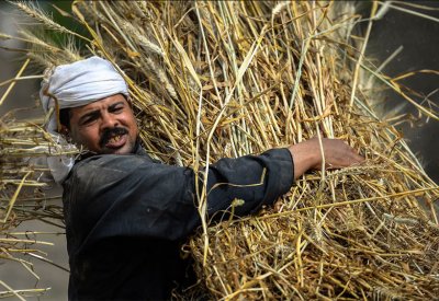 الزراعة التعاقدية.. خطة مصر لتأمين غذائها وسط أزمة عالمية
