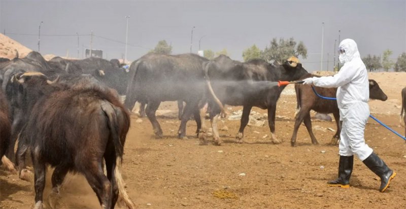 الحمى النزفية بالعراق.. الكشف عن عدد جديد للضحايا