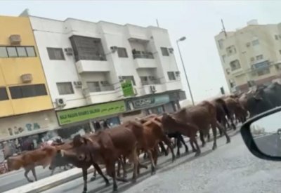هذه قصة فيديو العجول بشارع سترة
