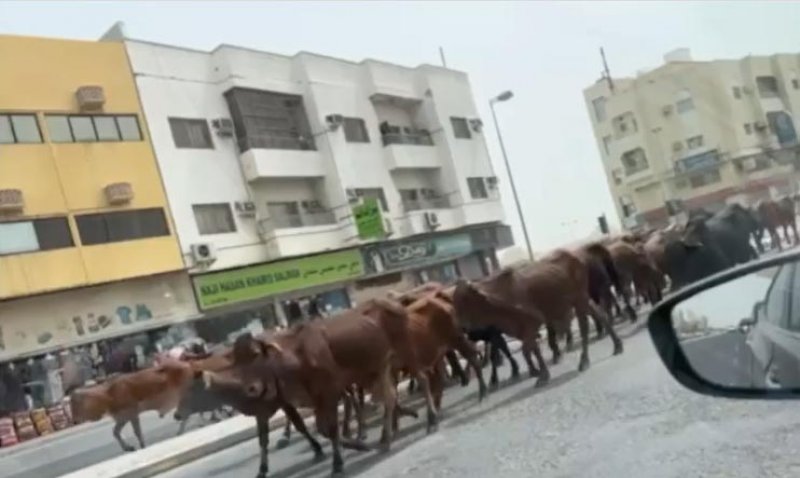 هذه قصة فيديو العجول بشارع سترة