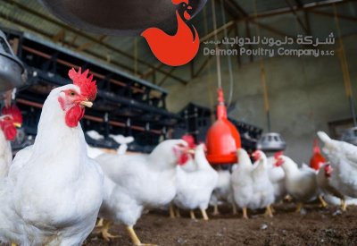 هذا هو المسئول الذي استقال من شركة دلمون للدواجن