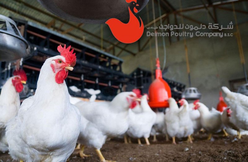 هذا هو المسئول الذي استقال من شركة دلمون للدواجن
