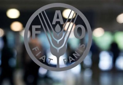 "الفاو": تراجع أسعار المواد الغذائية في مايو للشهر الثاني على التوالي