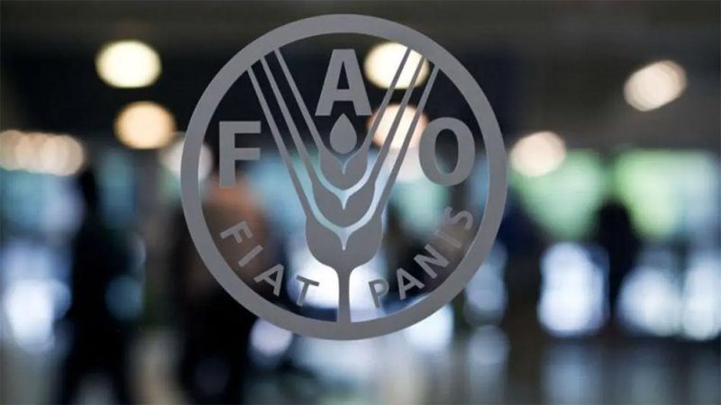 "الفاو": تراجع أسعار المواد الغذائية في مايو للشهر الثاني على التوالي