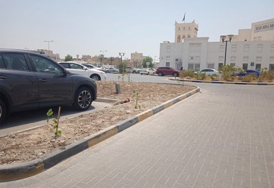 بالصور: بلدية المنطقة الجنوبية تزرع 220 شجرة في هذا الموقع