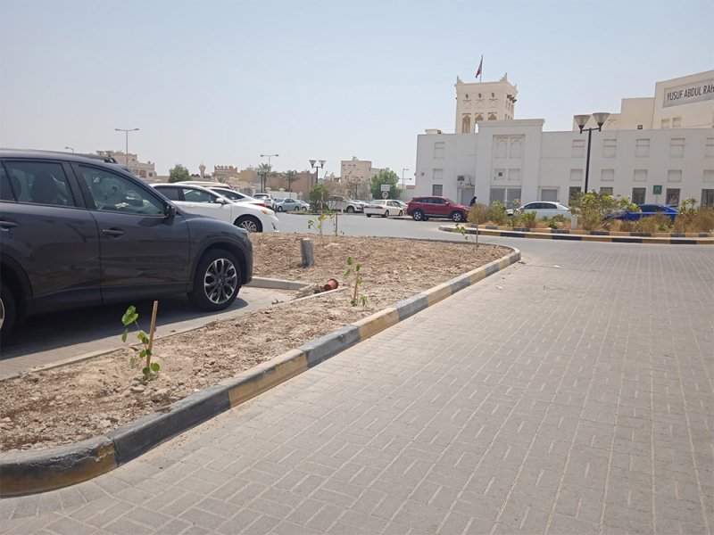 بالصور: بلدية المنطقة الجنوبية تزرع 220 شجرة في هذا الموقع