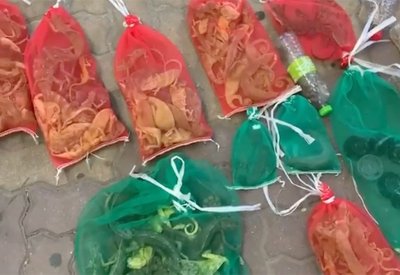 بالفيديو: إحباط محاولة إدخال زواحف بطريقة غير قانونية إلى البحرين