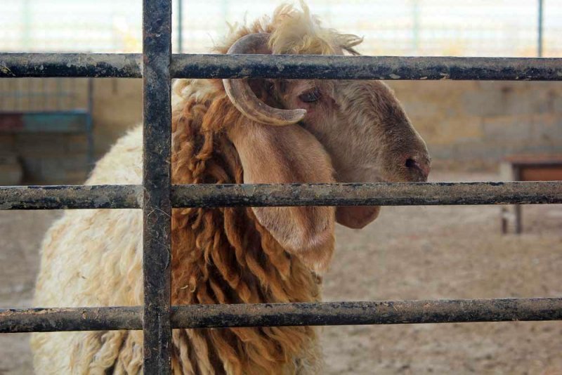 ارتفاع أسهم الخراف الكينية والصومالية كأضاحي للعيد