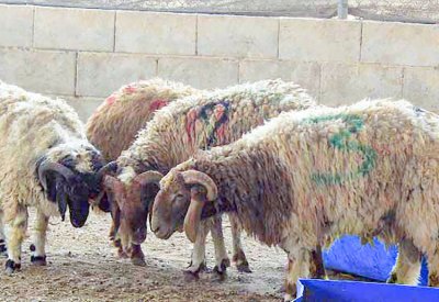 جمعيات خيرية: الأضاحي الكينية والصومالية الأكثر إقبالا