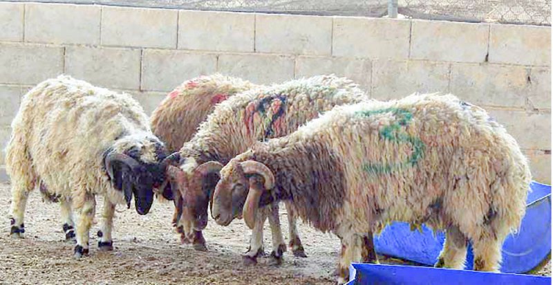 جمعيات خيرية: الأضاحي الكينية والصومالية الأكثر إقبالا