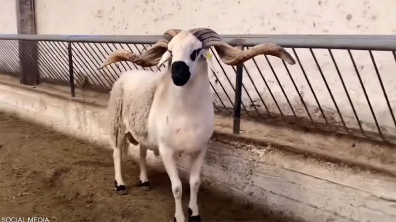 المغرب.. التحذير من "اللحوم الخضراء" يتجدد قبل عيد الأضحى