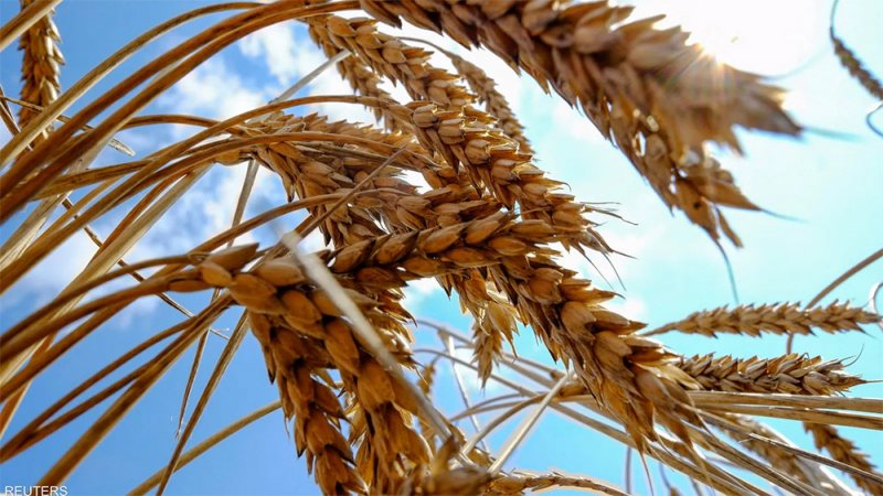 صادرات الحبوب الأوكرانية تتراجع 43 بالمئة في يونيو