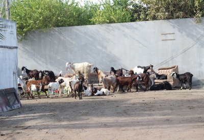 بالصور: بقر وبط وجمال بحظيرة مخالفة بأبوصيبع