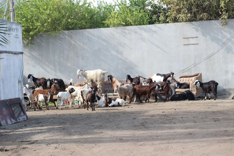 بالصور: بقر وبط وجمال بحظيرة مخالفة بأبوصيبع