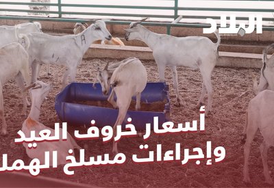 بالفيديو: أسعار خروف العيد وإجراءات مسلخ الهملة