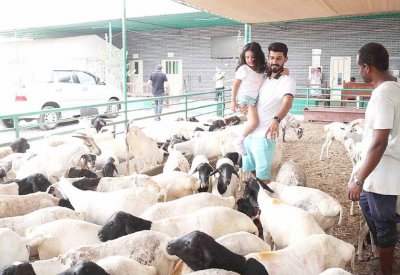 عدسة “البلاد” بمسلخ الهملة: إقبال على التضحية في العيد بالخروف الصومالي