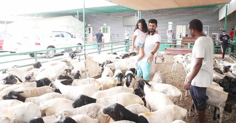 عدسة “البلاد” بمسلخ الهملة: إقبال على التضحية في العيد بالخروف الصومالي