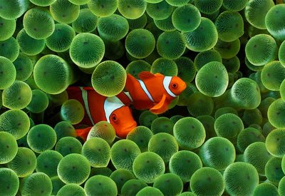 خلفية clownfish تعود من جديد إلى الآيفون