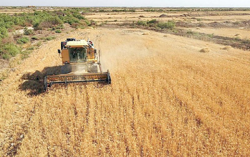 صادرات الحبوب الأوكرانية تتراجع بنسبة 38.6 %