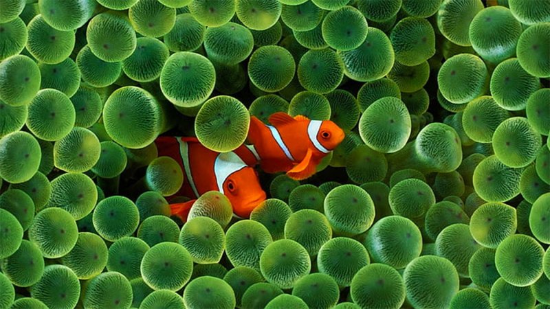 خلفية clownfish تعود من جديد إلى الآيفون