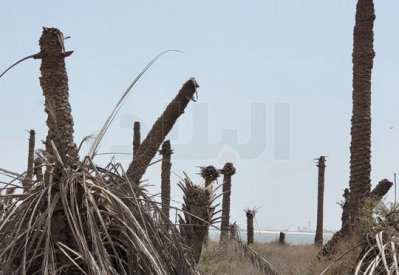 بالصور: "البلاد" ترصد عشرات النخيل الميتة في هذه المنطقة