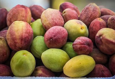 البحرين تنتج 500 طن لوز سنوياً