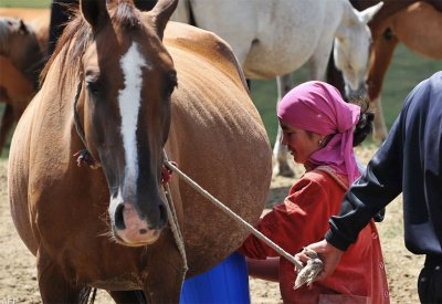 حليب الخيل.. وسيلة دولة آسيوية لجذب السياح