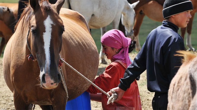 حليب الخيل.. وسيلة دولة آسيوية لجذب السياح