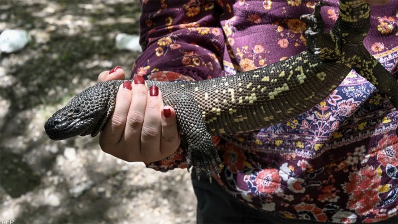 غواتيمالا تكافح لإنقاذ "الصغيرة النائمة" المهددة بالانقراض