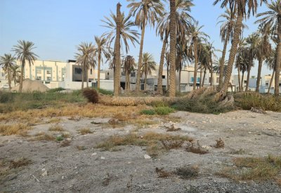 بالصور: نخيل "آيلة للسقوط" تتربص المارة بهذه المنطقة