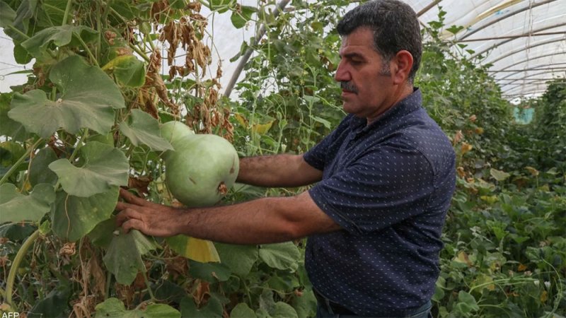 ما حقيقة إعلان العراق الاكتفاء ذاتيا بـ15 محصولا؟