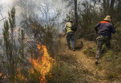 المغرب.. التحقيق مع 4 أشخاص بتهمة إضرام النار في الغابة