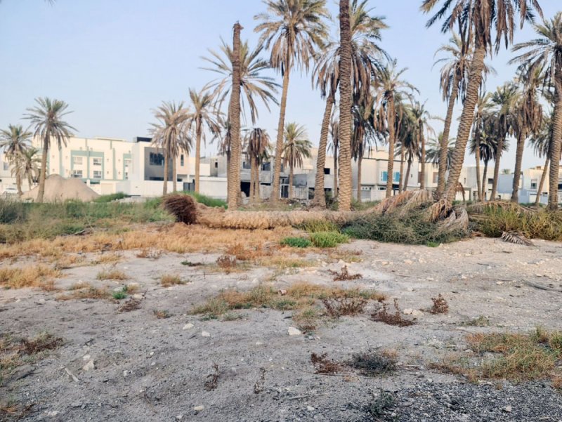 نخيل “آيلة للسقوط” تتربص بالمارة في ريف باربار