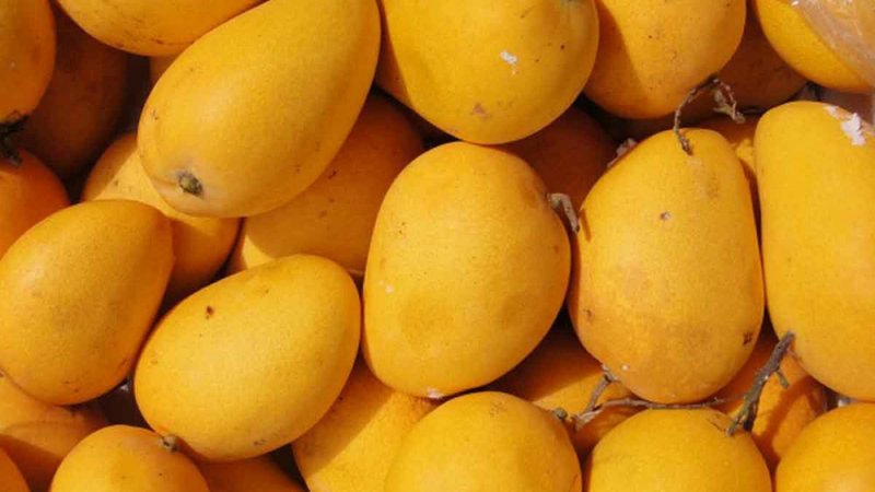لأول مرة في تاريخ البحرين المانجو يصل لهذا السعر