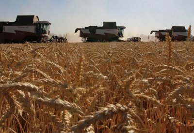 مصر تسعى لتوفير بديل لشحنة قمح أوكرانية محتجزة