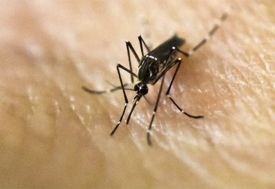 بعض الناس "مغناطيس" للبعوض.. لهذا السبب