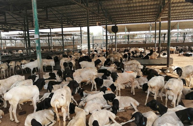 الثروة الحيوانية: الحيوانات لا تخرج من المحجر إلا بعد التأكد من سلامتها