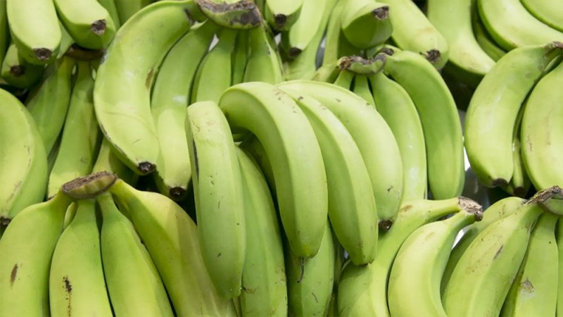 الموز الأخضر.. فائدة "غير متوقعة" لا تخطر على البال