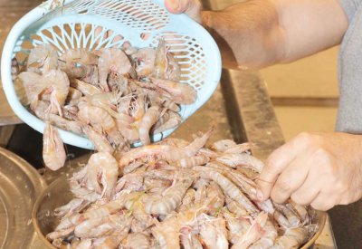 ندرة صيد الروبيان ترفع سعر “الجامبو” لـ 4 دنانير